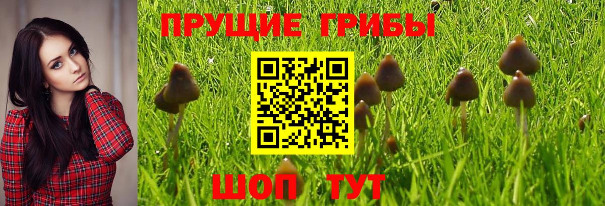 Сочи  Галлюциногенные грибы MAGIC MUSHROOMS  Галлюциногенные грибы Psilocybine cubensis  сколько стоит  Вход с VPN 